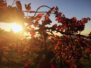 Herbst im Schilcherland.