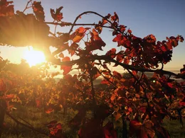 Herbst im Schilcherland.