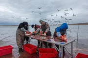 Frischer Fisch: Inuit verarbeiten ihren Fang direkt an der Küste des Arktischen Ozeans. Frischer Fisch: Inuit verarbeiten ihren Fang direkt an der Küste des Arktischen Ozeans.