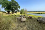 Brandenburgs Naturlandschaft hat manchmal Nutztiere als Bewohner. Schafe sollen an der Elbe die Landschaft offenhalten.