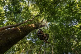 Waldbiologen und -biologinnen forschen auch in schwindelerregenden H&ouml;hen.