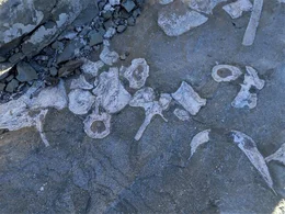 Die Bandbreite der am Shackleton-Gletscher gefundenen Fossilien reicht von fr&uuml;hen Proto-Reptilien aus der Trias bis zu Dinosauriern aus der Kreidezeit.