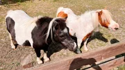 Das Gelände des Kleintierzuchtvereins soll auch Kindern und Schülern offenstehen. Eine Mini-Zoo soll es sein, der den Besuchern Haustierkunde näherbringt. Das Gelände des Kleintierzuchtvereins soll auch Kindern und Schülern offenstehen. Eine Mini-Zoo soll es sein, der den Besuchern Haustierkunde näherbringt.
