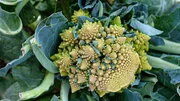 Fast zu schon zum essen. Romanesco von Overmeyers Landbaukultur.