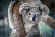 Der Koala