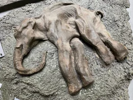 Auftauende Permafrostb&ouml;den geben immer wieder gut erhaltene Exemplare von Mammuts frei. Diese Funde sind entscheidend f&uuml;r die Forschung und die De-Extinction Vorhaben.