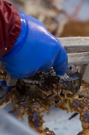 It's the deadliest job on earth: crab fishing off the Alaska coast on the icy Bering Sea, home of the most violent waters on earth. During the five-day season, a handful of adventurers will battle Arctic weather, brutal waves, and a ticking clock for a chance at big money in this modern day gold rush.