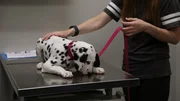 Keva the Dalmatian licking the table with the owner holding her leash. Keva the Dalmatian licking the table with the owner holding her leash.