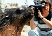 Eine Kamerafrau von Radio Bremen nimmt im Bremerhavener Zoo eine Seebärin in ihrem Gehege auf.