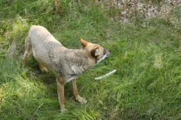 Ein Wolfsr&uuml;de aus dem Nationalpark Bayerischer Wald im Tierfreigel&auml;nde des Hauses zur Wildnis in Ludwigsthal.