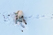 Ein Eisbär hat nach langer Verfolgungsjagd ein Spitzbergen-Rentier erbeutet - ein neues, ungewöhnliches Verhalten, das sich zurzeit auf Spitzbergen entwickelt.