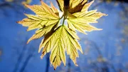 Ein Ahornbaum in Kanada entwickelt nach der langen Winterpause frische Bl&auml;tter, mit denen er Fotosynthese betreiben kann.