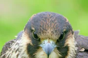 Der Wanderfalke ist der schnellste Beutegreifer der Welt – und nicht nur im Hochland unterwegs, sondern auch in urbanen Gebieten.