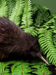 Kiwis eggs are so big to help the chick to develop Kiwis eggs are so big to help the chick to develop