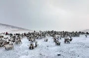 Das Nomadenvolk der Tsaaten mit ihren Rentierherden in der Taiga; der Klimawandel reduziert Schnee und Eis, was zu Überlebenskampf führt.