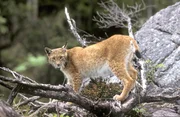 Junger Luchs.