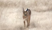 Ein Karakal auf der Jagd in Namibia. Mit seinen kräftigen Hinterbeinen kann er etwa 3 Meter in die Höhe springen, wenn er Vögel jagt.