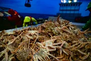 A large opies catch on the table of the Cornelia Marie at night. A large opies catch on the table of the Cornelia Marie at night.