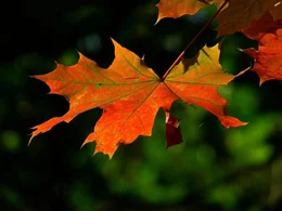 Autumn, leaf