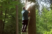 Das Ziel von Norbert dem Apidologen ist es, durch intensive Beobachtung herauszufinden, wie man die Lebensbedingungen von Zuchtbienen verbessern kann. Dafür experimentiert er mit verschiedenen Bienenstockarten, wie hier in dem Stamm einer Weißtanne. Das Ziel von Norbert dem Apidologen ist es, durch intensive Beobachtung herauszufinden, wie man die Lebensbedingungen von Zuchtbienen verbessern kann. Dafür experimentiert er mit verschiedenen Bienenstockarten, wie hier in dem Stamm einer Weißtanne.