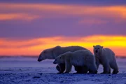 Eisbärin mit ihren Jungtieren im Sonnenuntergang
