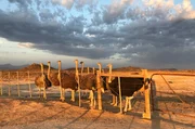 Strau&szlig;e auf der Highgate Ostrich Farm in Oudtshoorn.