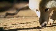 White wolf. White wolf.