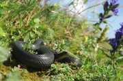 Wer in dieser Wildnis überleben will, muss perfekt an seine Umwelt angepasst sein. Im Bild: eine Kreuzotter.