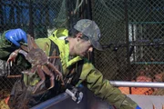 Roger sorting crab at night.