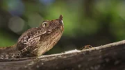 Hornvipern gehören zu den giftigsten Reptilien Europas.