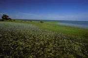Der Guadalquivir ist mit 650 Kilometern der fünflängste Fluss Spaniens. In dieser Episode der erfolgreichen Dokumentationsreihe folgen wir dem Flusslauf gemeinsam mit einem Fuchs.