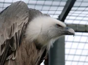 Gänsegeier. Gänsegeier.