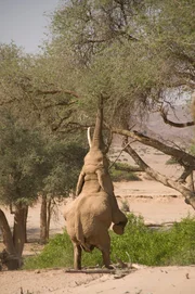Elefant
