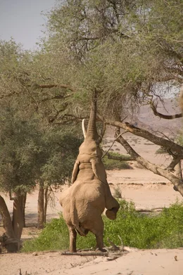 Elefant