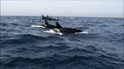 Marokkanische Kleinfischer und Orcas liefern sich jeden Sommer einen dramatischen Showdown um die Thunfische. Marokkanische Kleinfischer und Orcas liefern sich jeden Sommer einen dramatischen Showdown um die Thunfische.