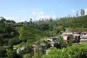 Tea plantation, Sri Lanka
