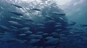 Das bis zu 3.000 m tiefe Nebenmeer des Pazifiks ist berühmt für seine gigantischen Tornados von Schwarmfischen.