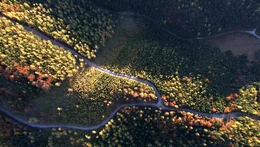 Herbstwald.