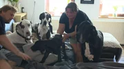 Doggen-Welpe Wannabe bei Familie Fisch-Schölzhorn