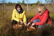 Zu Tisch Lettland: Sandra und Irena sammeln wilde Moosbeeren im Moor. Zu Tisch Lettland: Sandra und Irena sammeln wilde Moosbeeren im Moor.