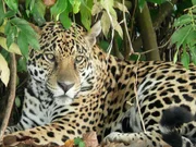 Ein Jaguar im Taiamá-Reservat. Ein Jaguar im Taiamá-Reservat.