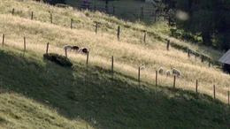 Schafe am Gstoder.