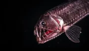 Viperfische leben in den lichtlosen Tiefen der Ozeane. Fast regungslos warten sie auf ihre Beute. Ihre Zähne sind so lang, dass sie ihre Mäuler nicht richtig schließen können.