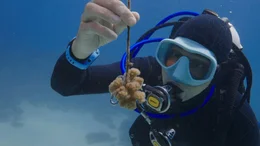 Gelingt es, Korallen zu z&uuml;chten, die widerstandsf&auml;higer gegen den Klimawandel sind? Uli Kunz - hier im Roten Meer bei Saudi-Arabien - unterst&uuml;tzt Forschende bei ihrer Arbeit.