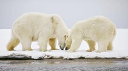 Polar bears.