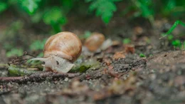eine Schnecke eine Schnecke