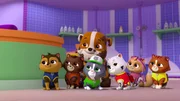 L-R: Cat Chase, Cat Zuma, Rubble, Cat Rocky, Cat Marshall, Cat Skye, Cat Rubble
