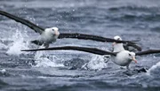 Schwarzbrauenalbatrosse nutzen die Kraft der starken Südwinde um, auf der Suche nach Nahrung, tausende Kilometer übers Meer zu gleiten. Albatrosse haben die größte Spannweite unter den Vögeln.