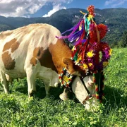 Kuh, Almabtrieb Kuh, Almabtrieb