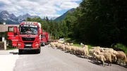 Lastwagen und Schafe